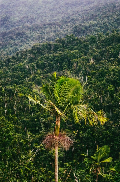 Green palm trees on the hill during the day
